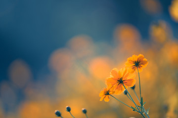 关于茶文化的问题提问有哪些