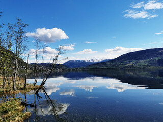 哪些花茶可以祛斑