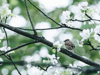 丝绸之路起源于哪一个朝代,它的作用是什么-
