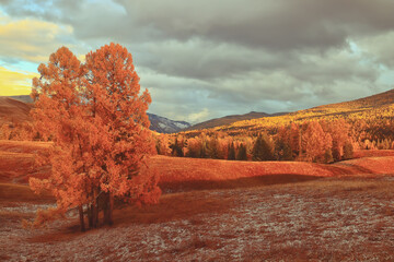 10种有趣的植物