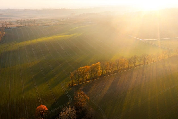 哪些花茶可以祛斑